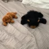 Set of two stuffed animals