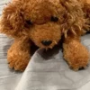Set of two stuffed animals - Image 7