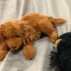 Set of two stuffed animals - Image 4
